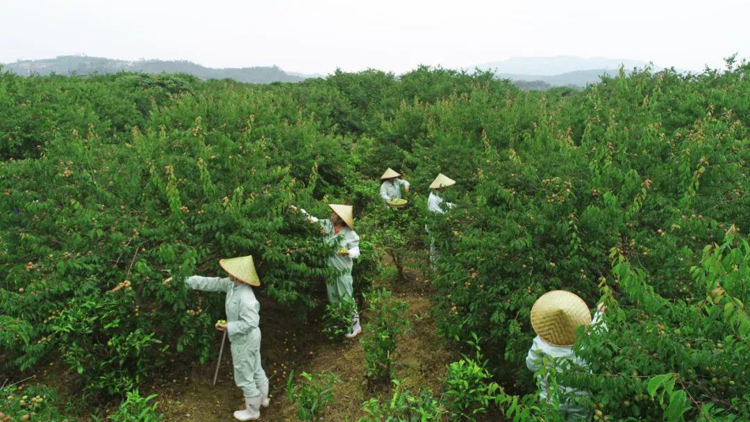 青梅上市了2020青梅收购季