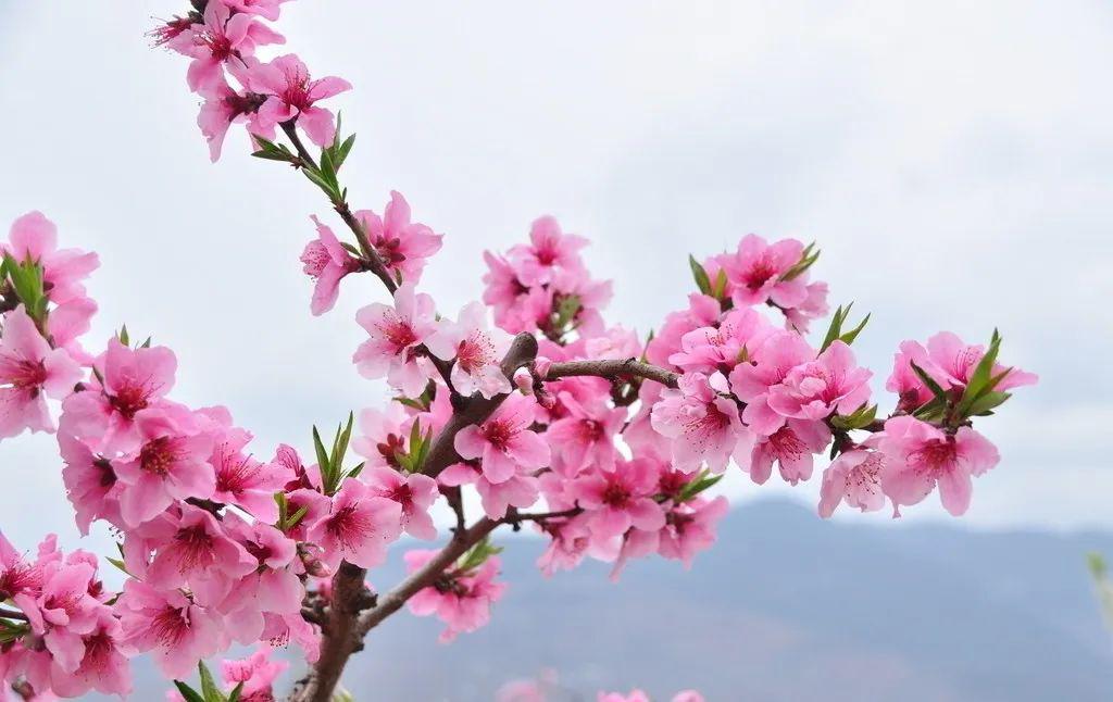 桃花节系列活动开幕式上,南湖江南养心游入选"2020嘉兴生态健康游线路