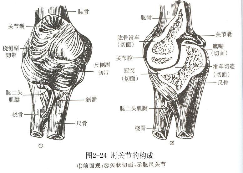 解剖:肘关节由肱骨远端与尺,桡骨近端构成
