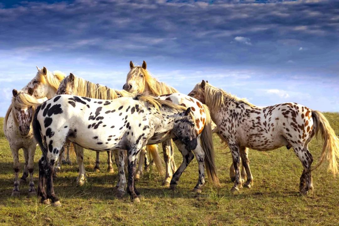 其发展趋向只能是人类驯养的动物,这种稀有品种的蒙古斑点马,认证了