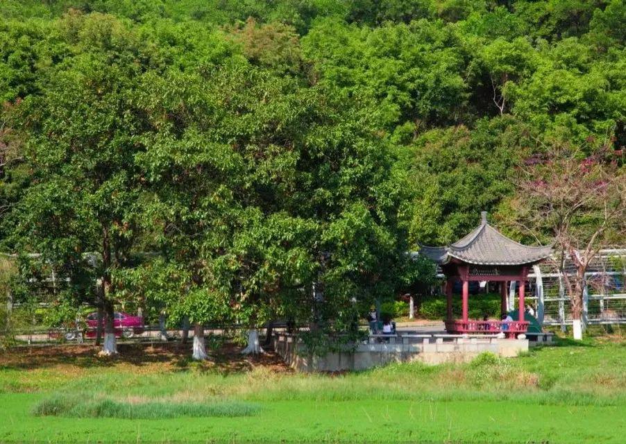 今晚,想帶你2分鐘看遍東莞的春天_公園