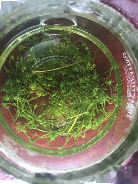 湖北最好的黄连建南箭竹溪鸡爪黄连