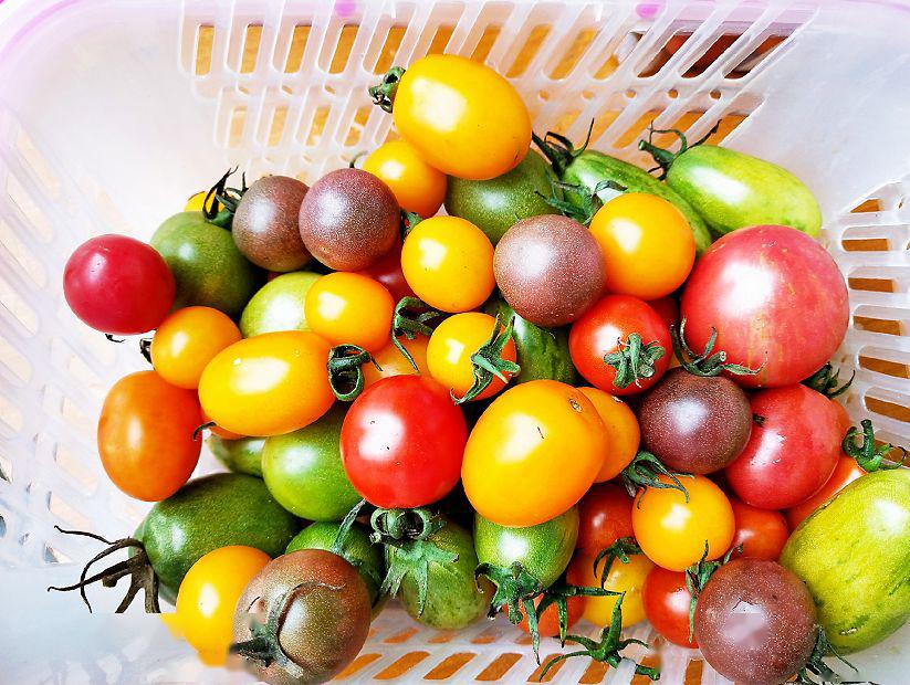 最近,东海县白塔埠镇扶贫产业园区的七彩西红柿采摘基地,郁郁葱葱的