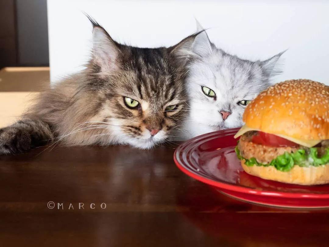 猫奴养了6只贪吃猫,一看见食物,表情就变超浮夸,笑翻了!