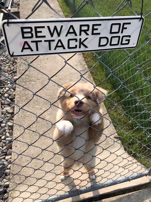 院子挂着内有恶犬看清楚却超搞笑这些狗狗也是猛犬