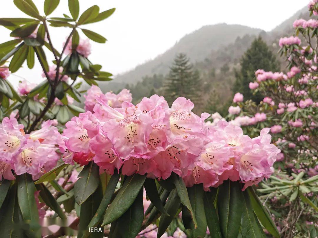 大美镇安|秦岭深处木王山,杜鹃盛开惹人醉