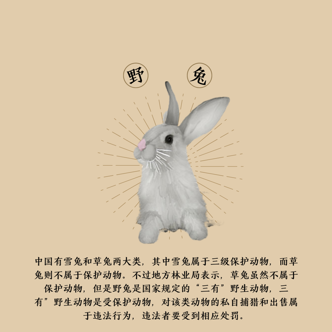 对捕食野生动物说不!_食用
