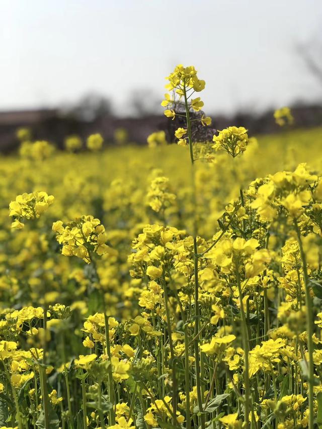 桃花红李花白菜花黄古诗词里好春光