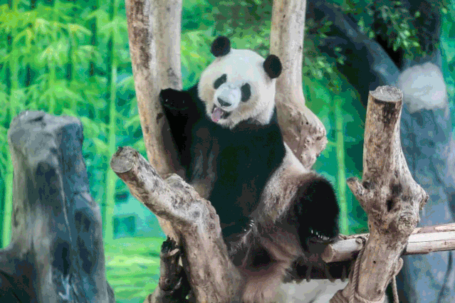 639_426gif 动态图 动图