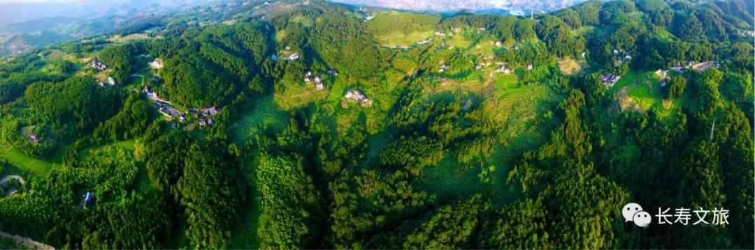 长寿700多亩梨花雪太惊艳黄草山要火了