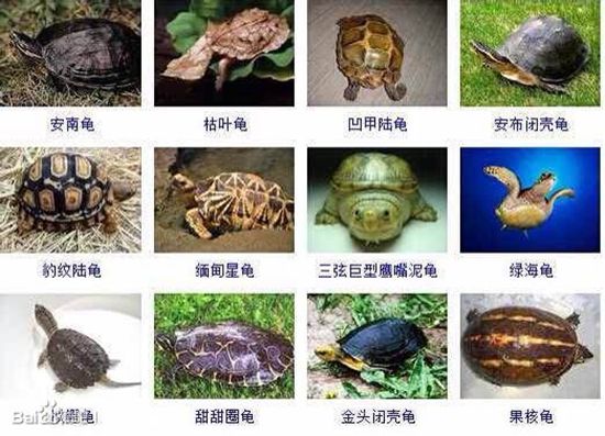 环小观察家胆大龟与胆小龟乌龟观察记