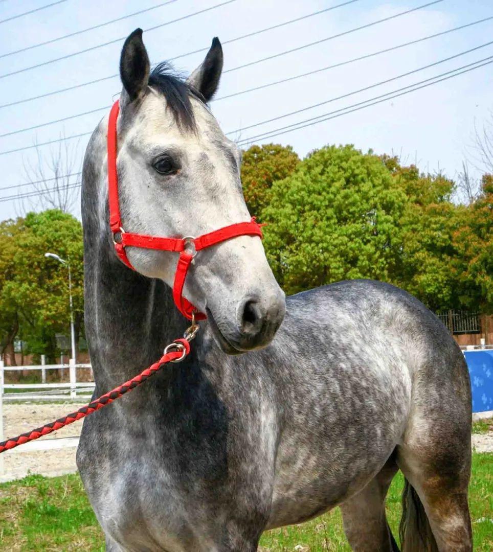 在售精品温血马大卫更新图片