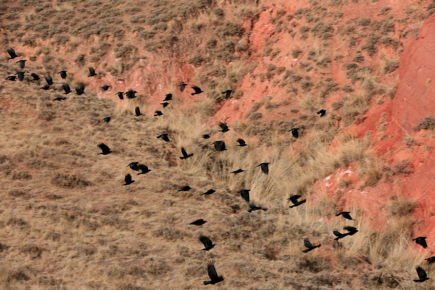 甘肃张掖景区飞来贵客红嘴山鸦群