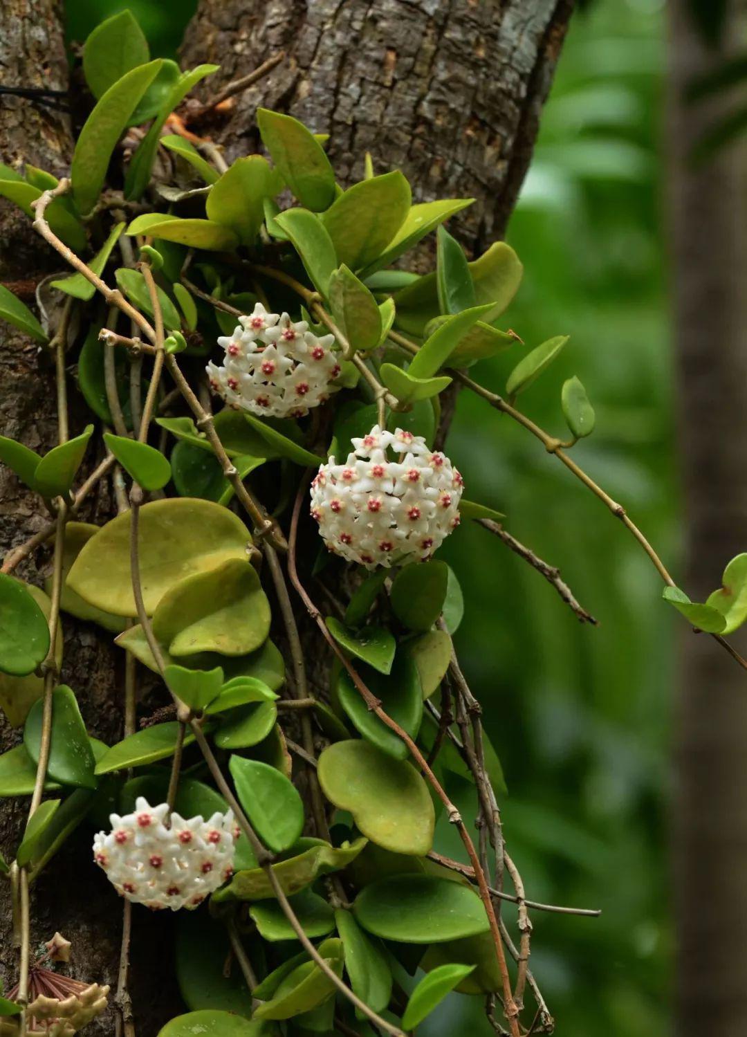 3,无花也可当瀑布,室内低维护绿植球兰叶片肥厚有力,枝条粗壮,若没有