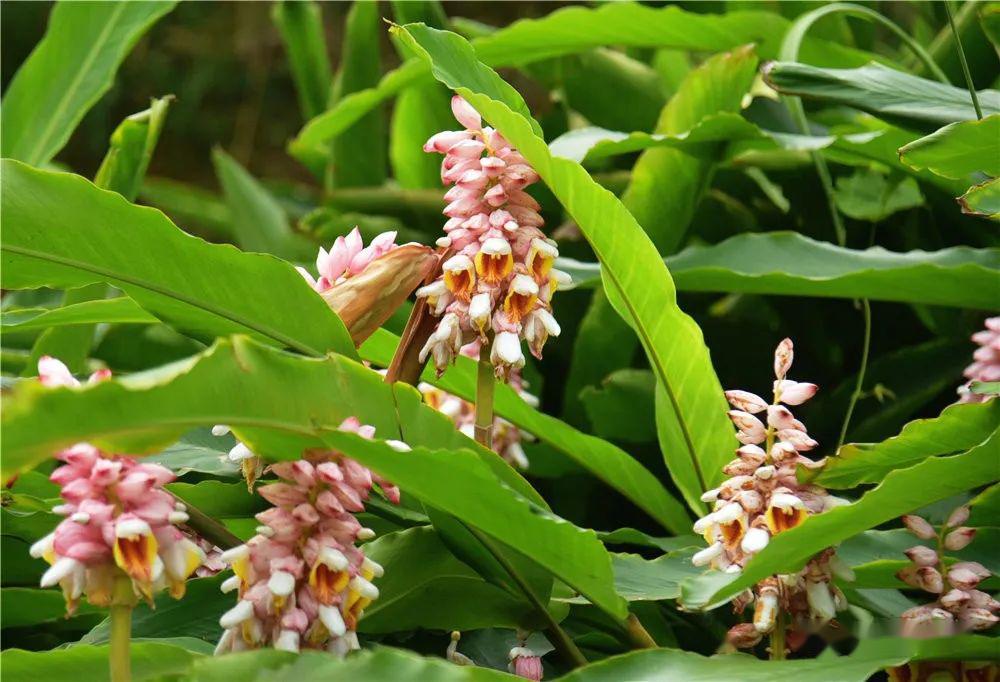 草寇益智花开正浓美丽乡村再添靓丽风景