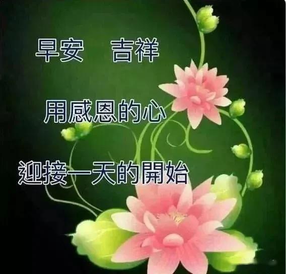 星期天早晨最美的鮮花問候早上好鮮花表情圖片