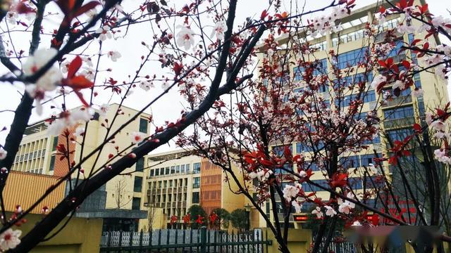 泸州七中想你了,我们的校园待你归时香满园一枝独秀迎春来泸州市梓橦