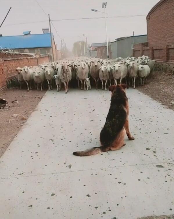 看羊群像稳如泰山,不料羊群一靠近,狗狗方寸大乱