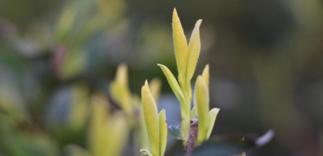 黄金芽哪里产的最好,不同产地的茶叶口感有什么区别?
