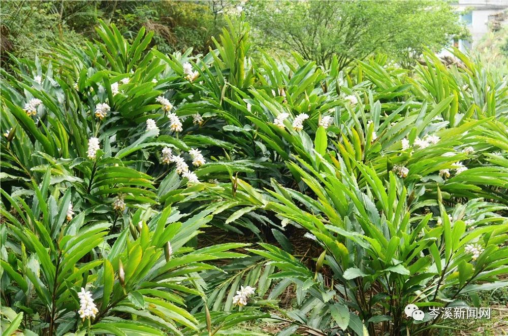 草寇益智花开正浓美丽乡村再添靓丽风景