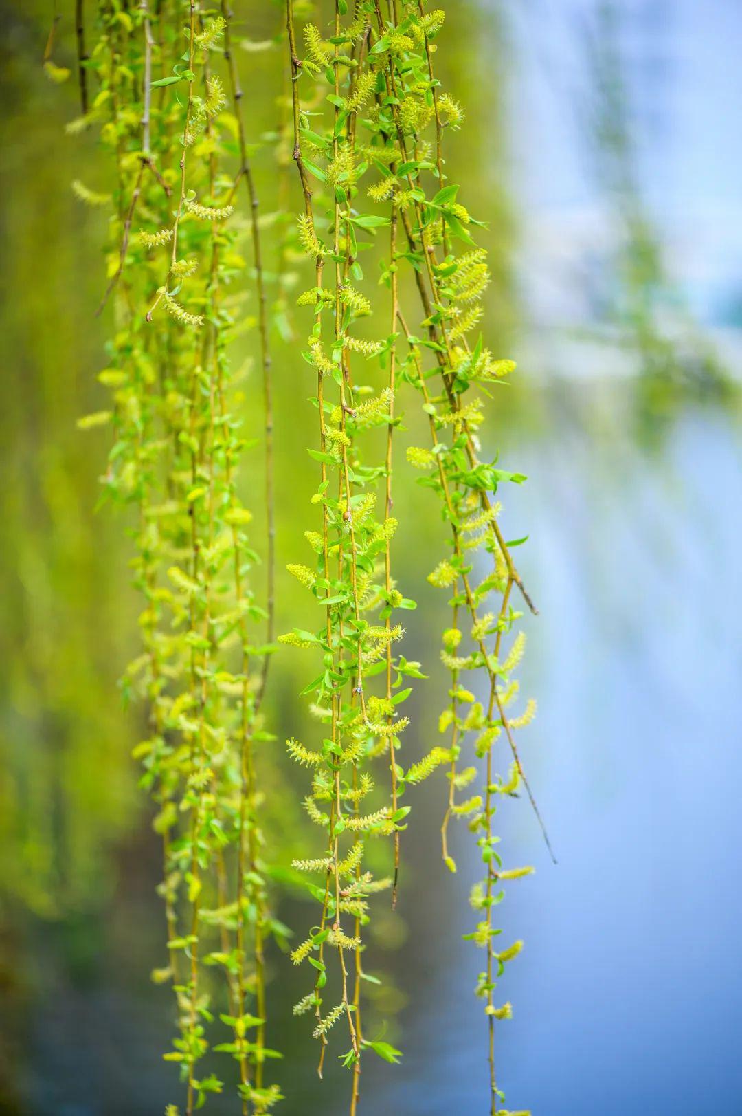 我把一整个春天打包送给你