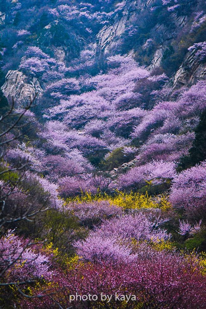 探访秦岭桃花秘境西安周边的桃花源记
