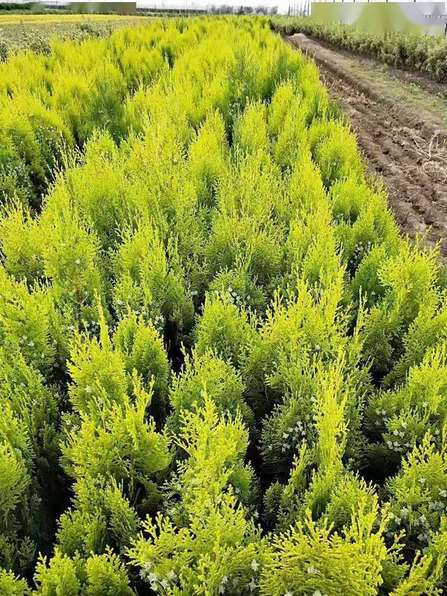 金蜀桧及其在城市园林景观中的应用