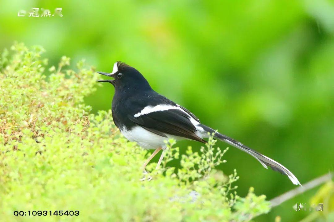 18《松滋洈水国家湿地公园观鸟.白冠燕尾》空寂无憾少知音.
