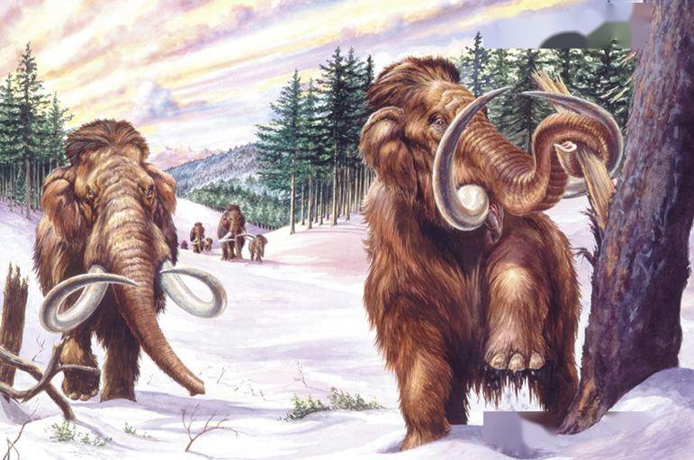 双语播客长毛象冰河巨兽