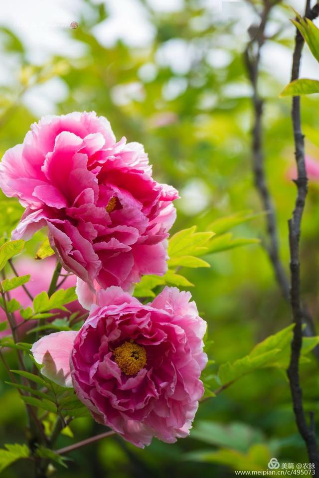 云上赏牡丹手机刷满屏100幅洛阳牡丹摄影作品