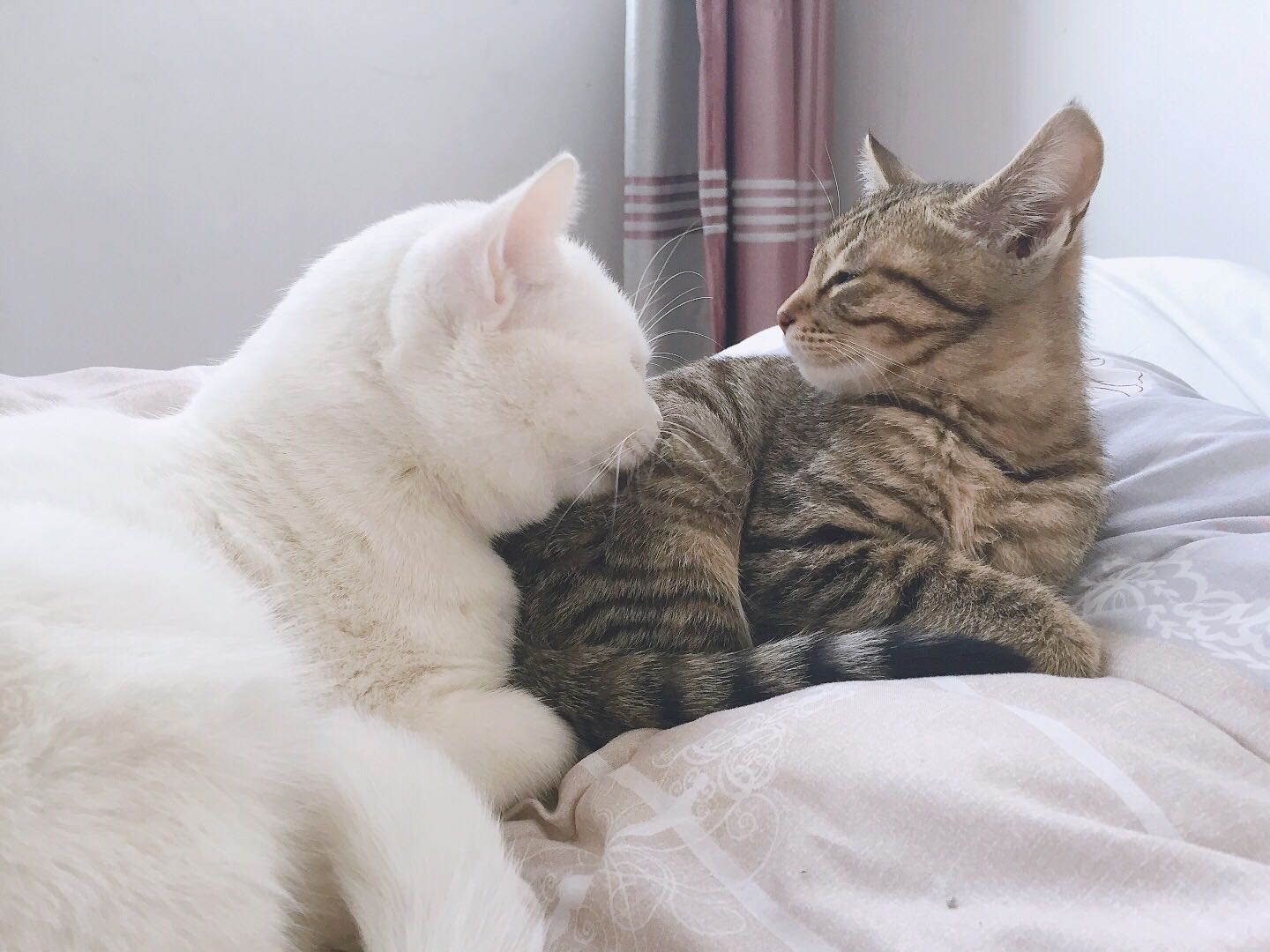 你见过会秀恩爱的猫咪吗猫咪秀恩爱简直要可爱到姥姥家了