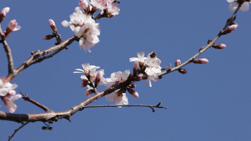 天气晴好 万物萌生嫩绿的柳枝,争艳的花儿,嬉戏的水鸟……春日里的