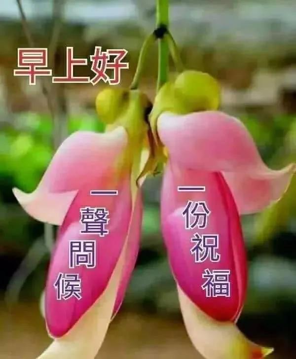 2020很漂亮的早上好早安祝福圖片精美,最棒的早安表情問候圖