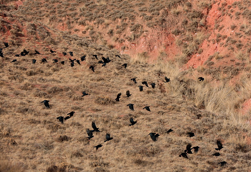 甘肃张掖景区飞来贵客红嘴山鸦群