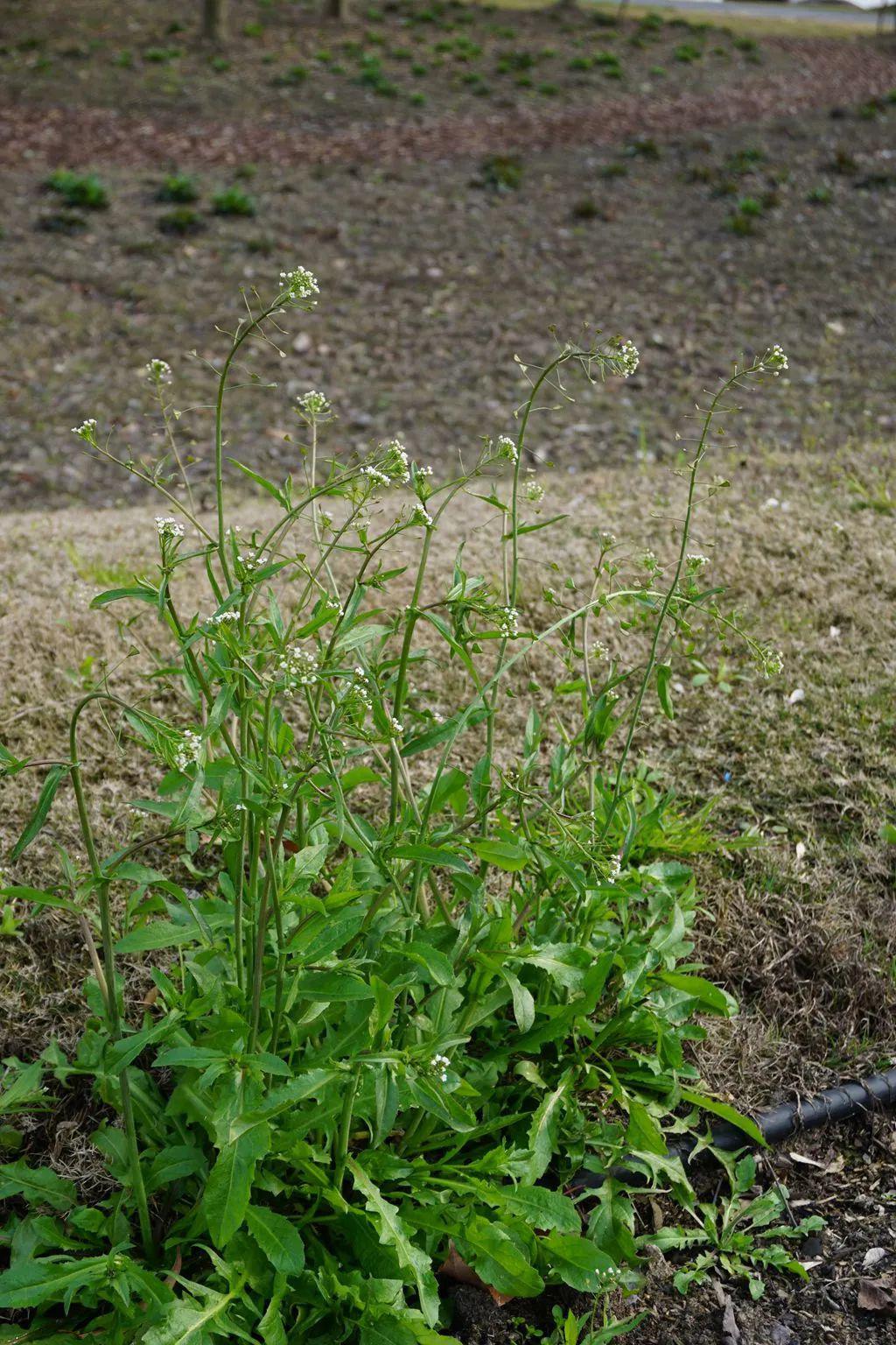 我们一般食用植物的根,茎,叶,花,果等部位如:二月兰,鱼腥草,车前草,蒲