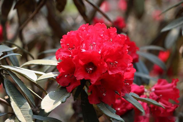 家里为什么不能栽马缨花(家里为什么不能栽马缨花草)