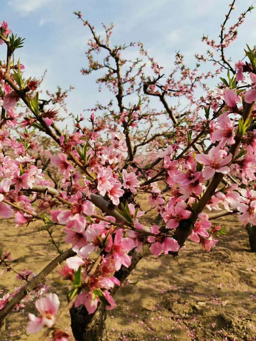 内黄桃花图片