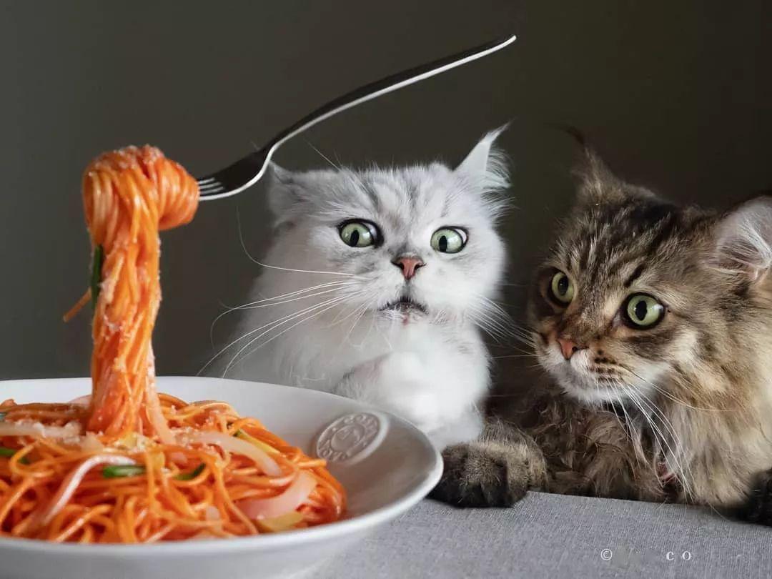 猫奴养了6只贪吃猫,一看见食物,表情就变超浮夸,笑翻了!_吃货