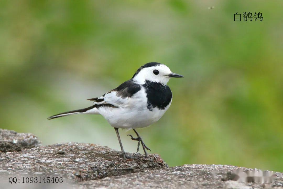 18《松滋洈水国家湿地公园观鸟.白冠燕尾》空寂无憾少知音.