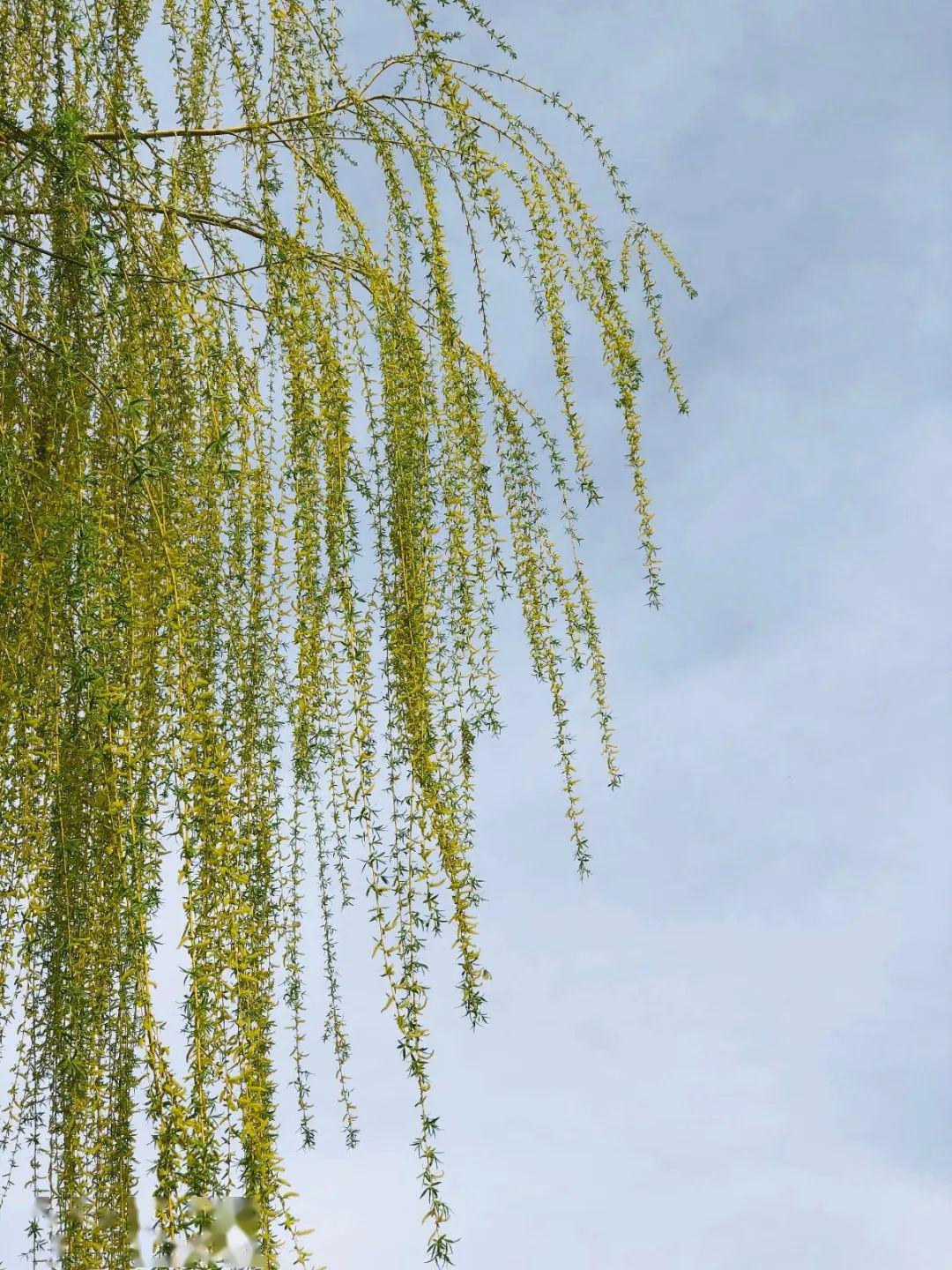 没有一个春天不会来临……_柳树