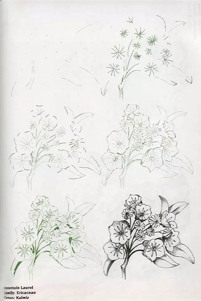 50种花的绘画技法画起来