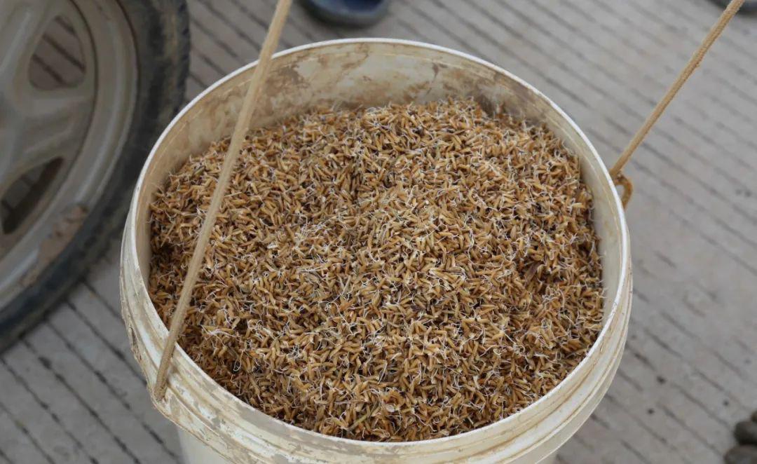 今年30亩早稻采用人工抛洒种子的方式,取代以往的人工插秧,这样一天内