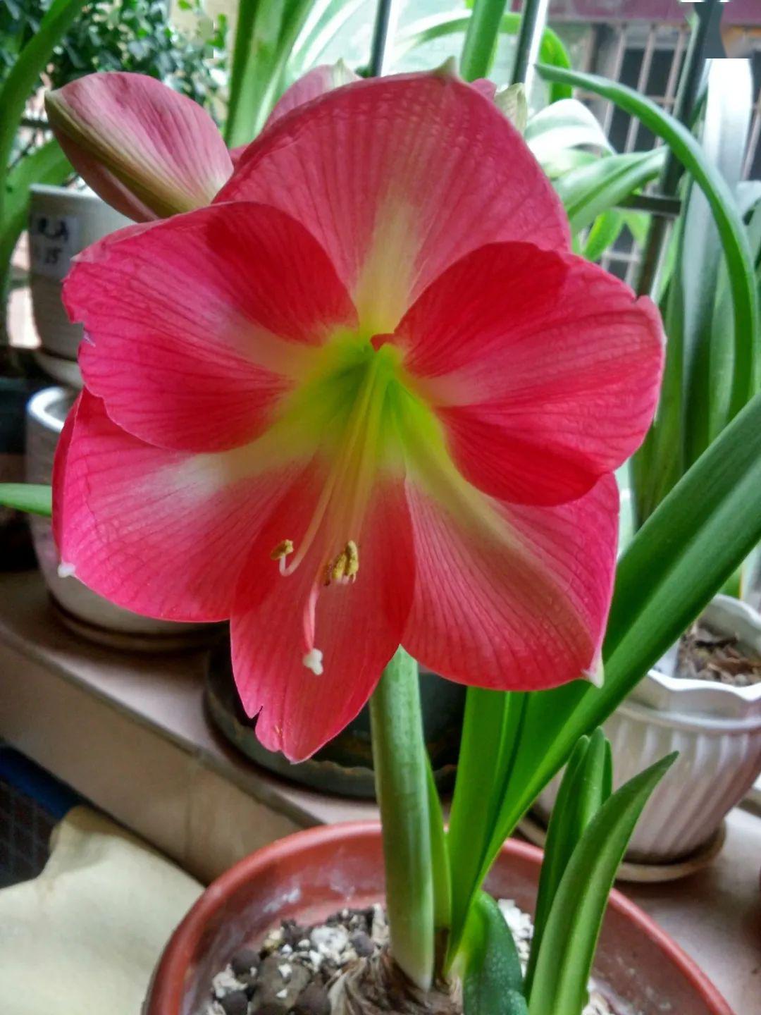 拼多多上新红唇只需399元更多特惠等您来