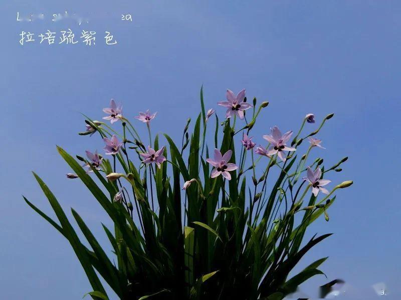 拉培疏紫色从播种到开花不到半年