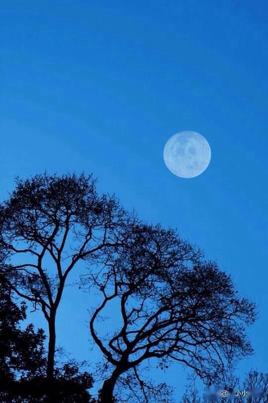 费特月下我和你一道漫步