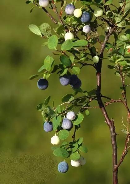 林区往事那年采都柿