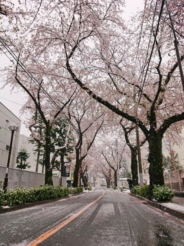 東京昨天22度今天卻飄大雪!可櫻飄雪也太美了吧…_櫻花