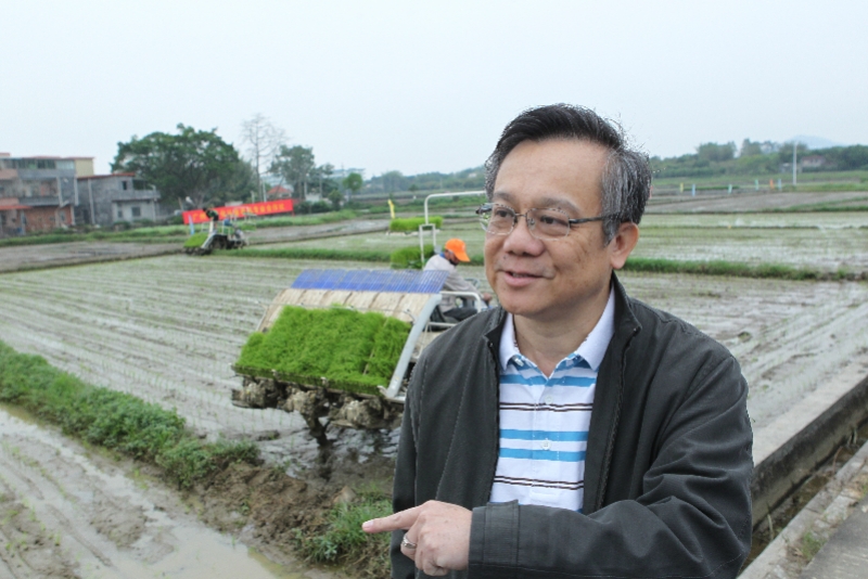 广东省农科院水稻所优质稻首席科学家周少川进村指导农民种水稻.