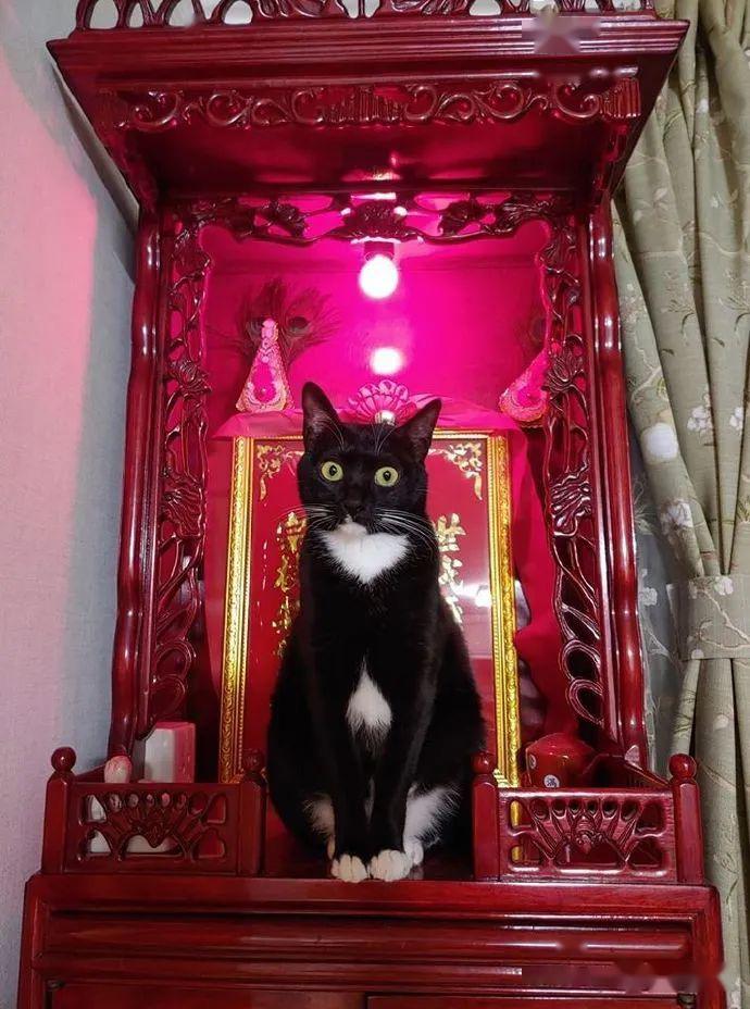 猫咪站在铲屎官家的牌位前,看来要开始统治人类了