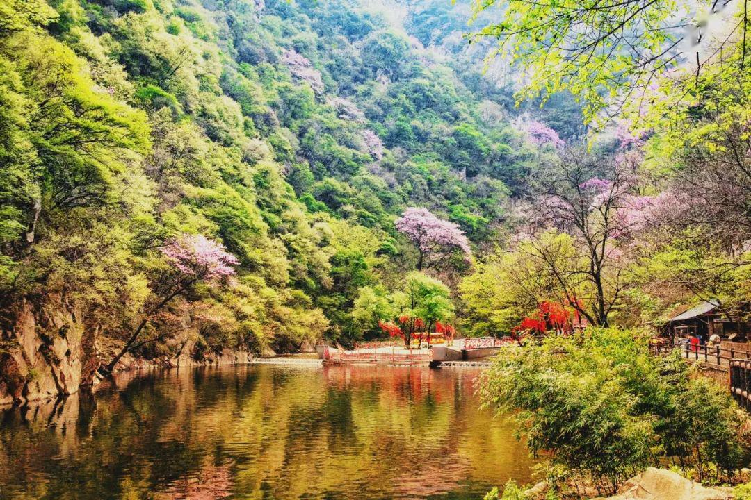 太平国家森林公园第十六届紫荆花节即将开启